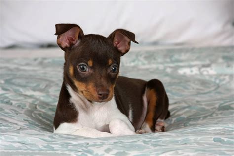 Rat Terriers are very loving, which makes them appropriate as sweet family pets. . Free rat terrier puppies near me